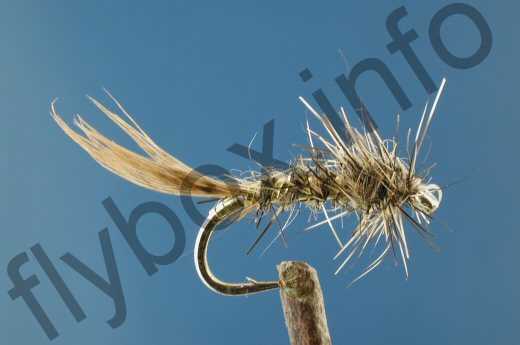 Morgan's Brown Hare's Ear
